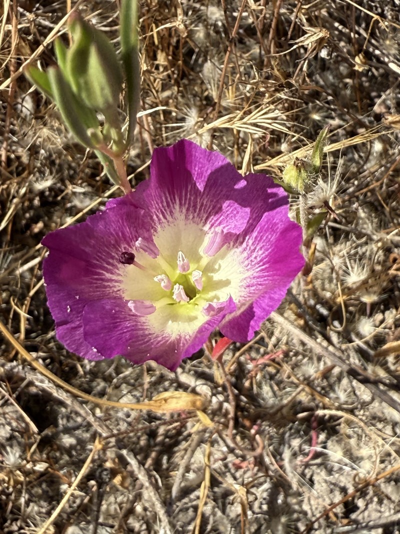 Clarkia speciosa subsp. immaculata photo 6