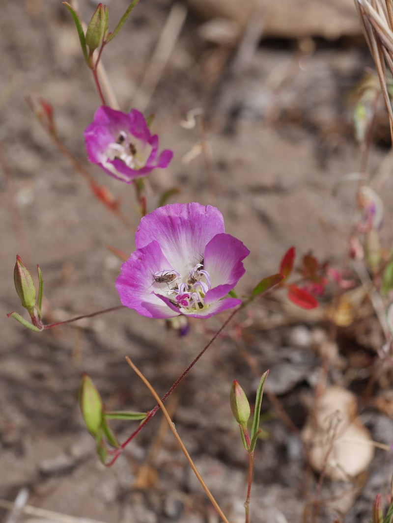 Clarkia speciosa subsp. immaculata photo 7