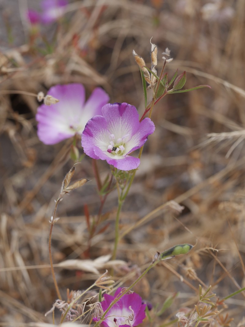 Clarkia speciosa subsp. immaculata photo 8