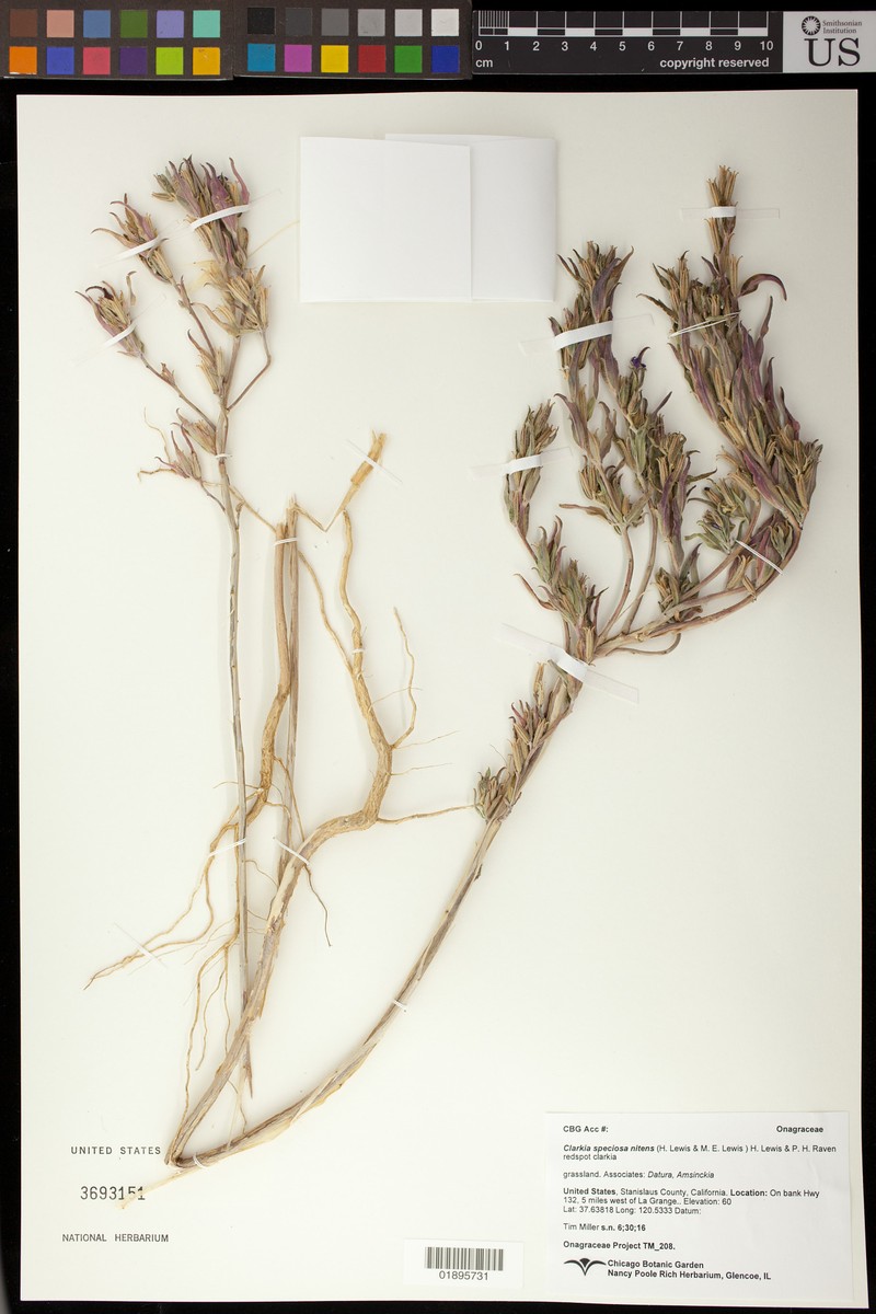 Clarkia speciosa subsp. nitens