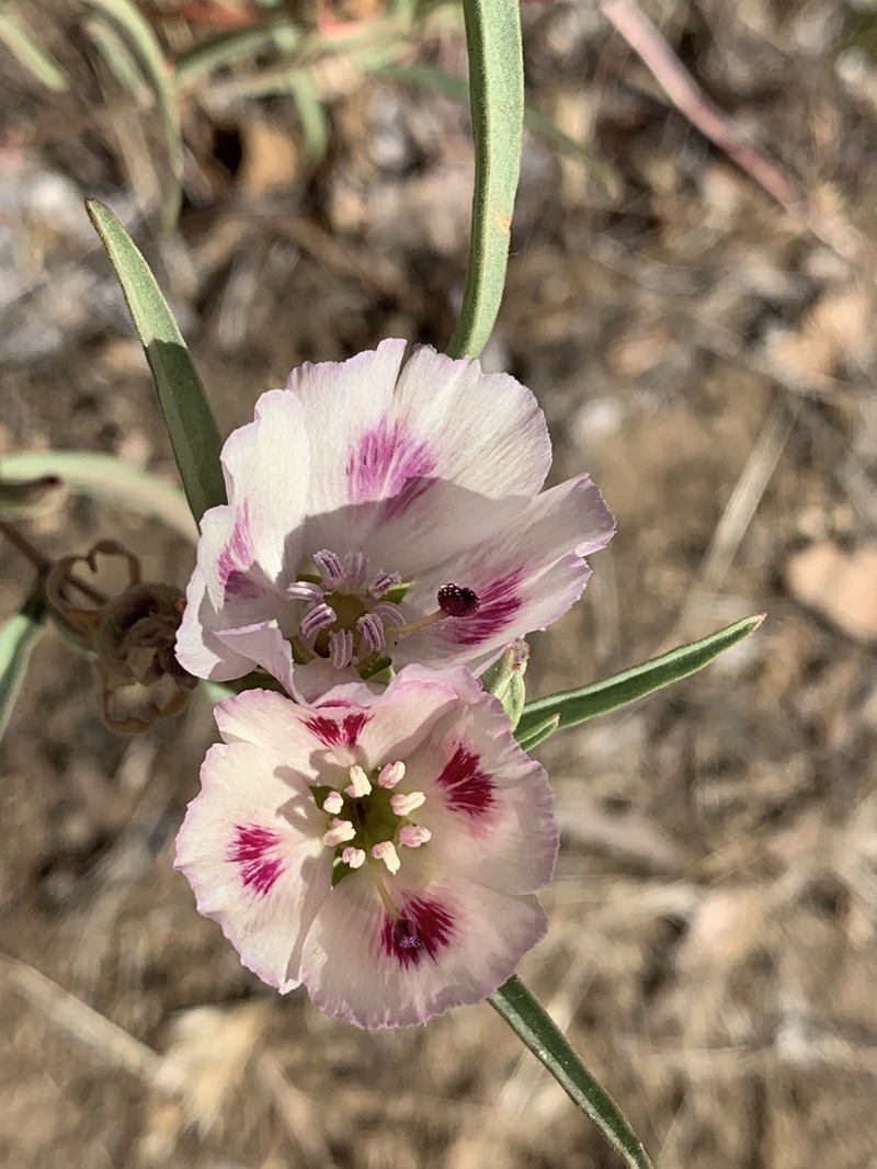 Clarkia speciosa subsp. polyantha