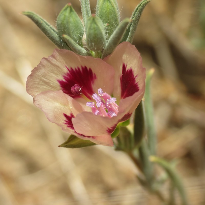 Clarkia speciosa subsp. polyantha photo 2