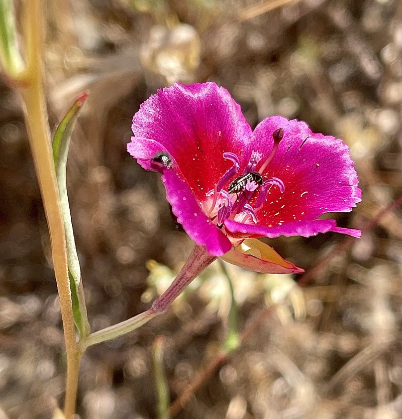Clarkia speciosa subsp. speciosa