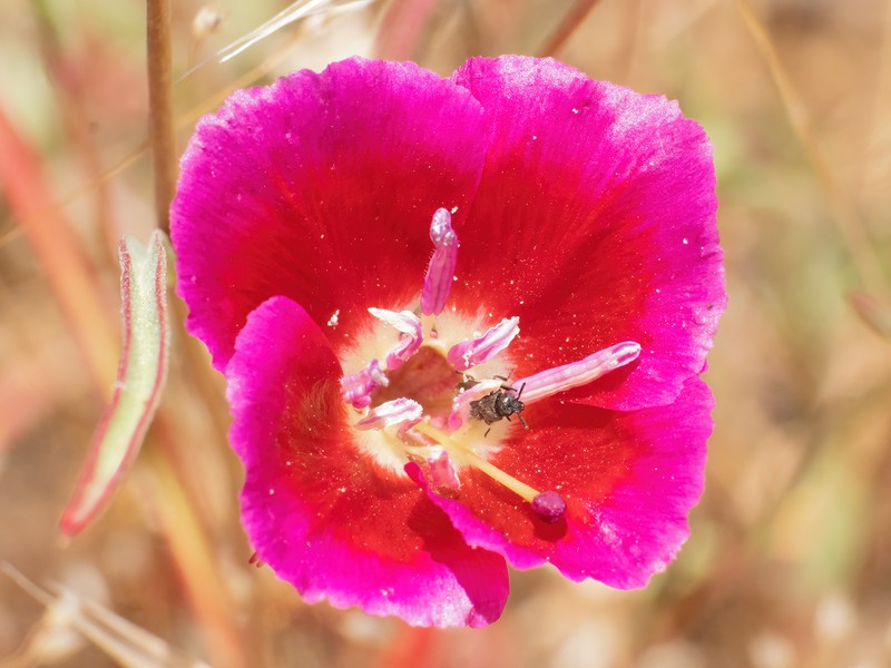 Clarkia speciosa subsp. speciosa photo 2