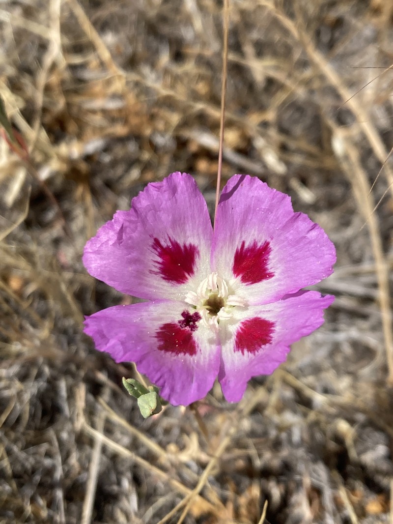 Clarkia speciosa subsp. speciosa photo 3