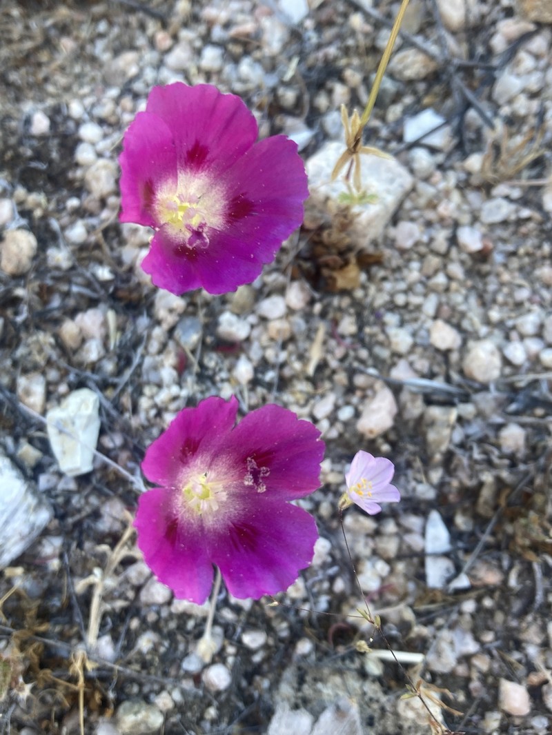 Clarkia speciosa subsp. speciosa photo 4