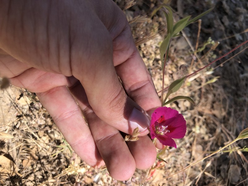 Clarkia speciosa subsp. speciosa photo 5