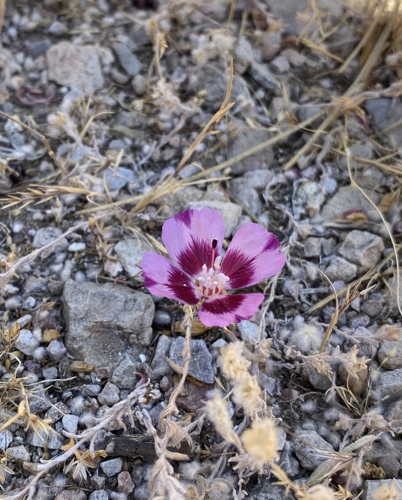Clarkia speciosa subsp. speciosa photo 7
