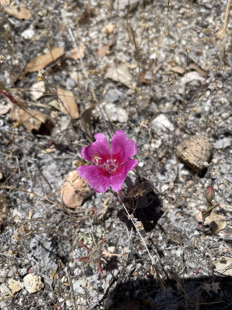 Clarkia speciosa subsp. speciosa photo 8