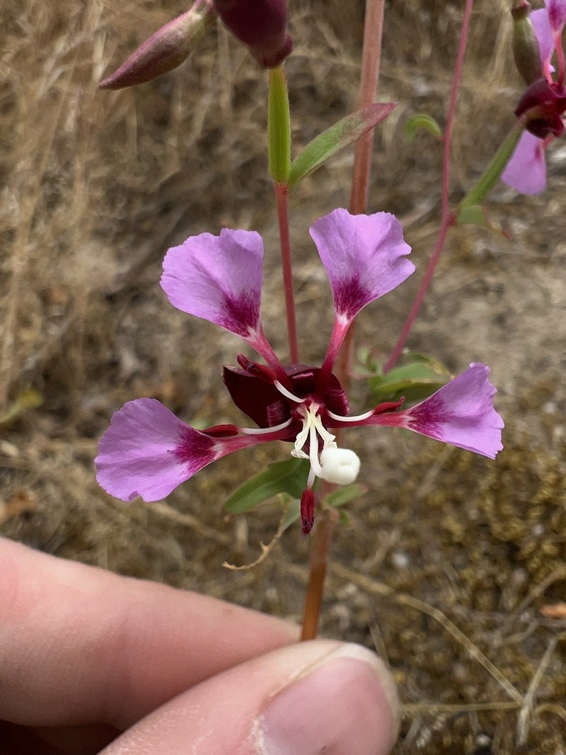 Springville Clarkia
