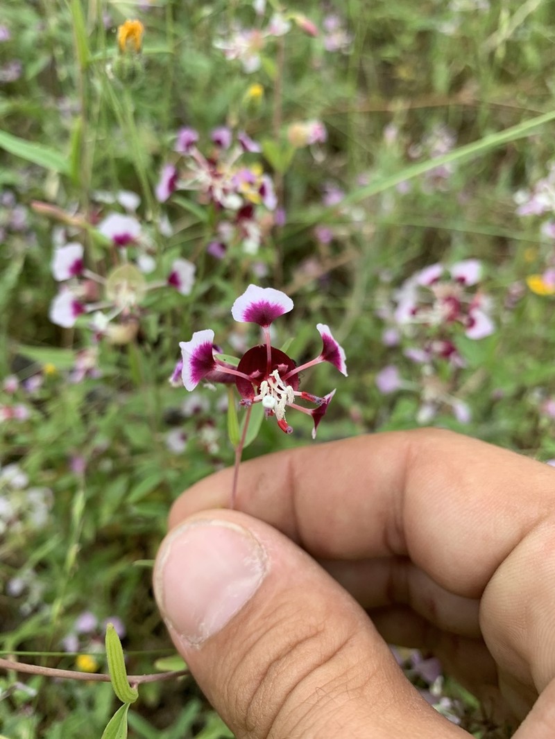 Springville Clarkia photo 2