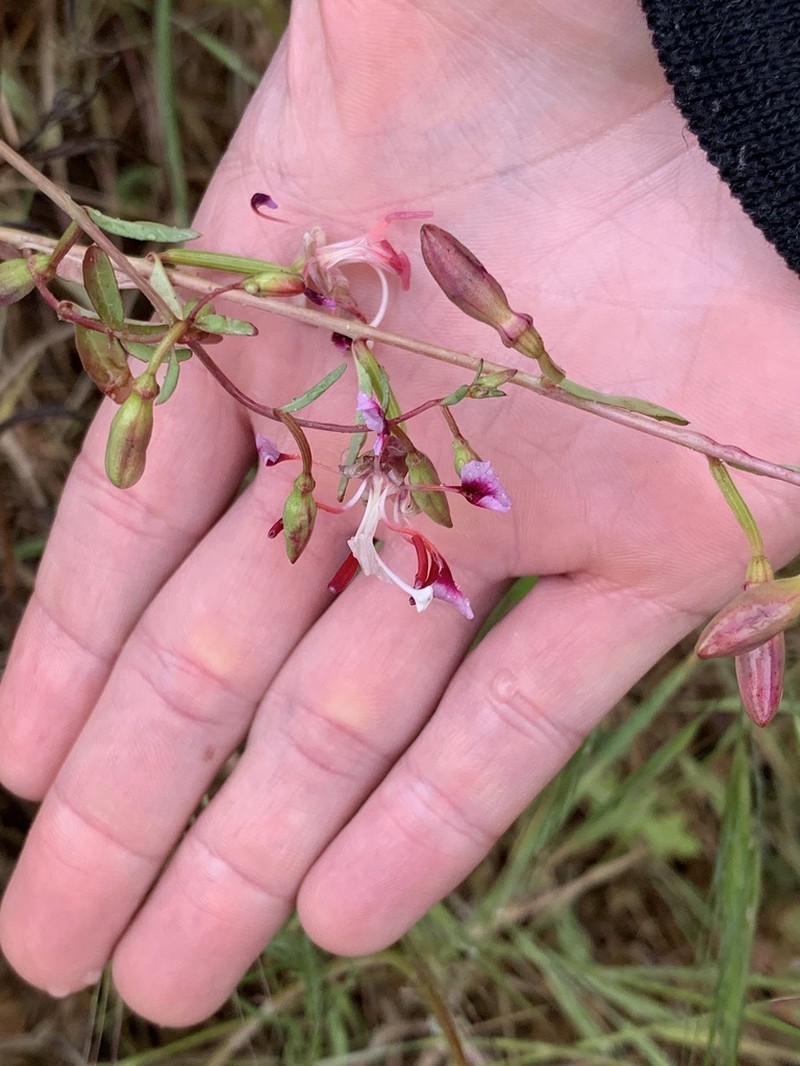 Springville Clarkia photo 3