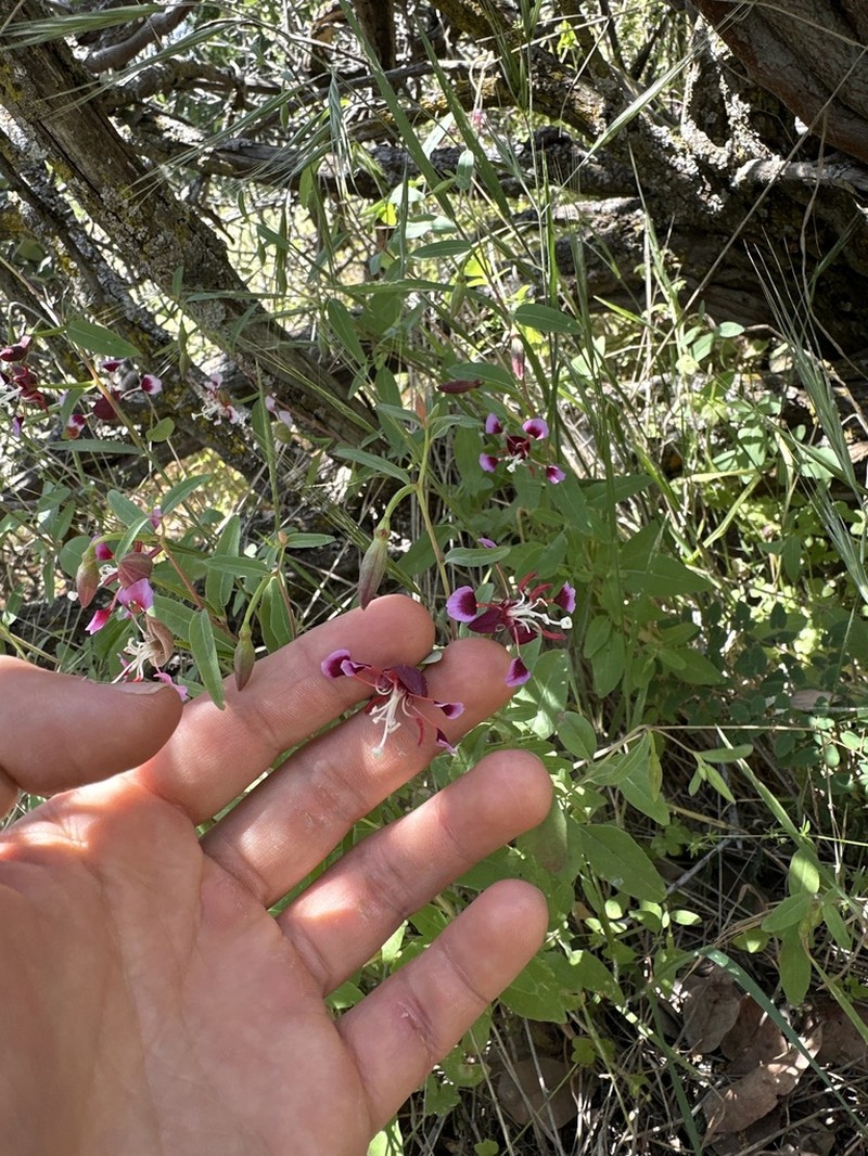 Springville Clarkia photo 4