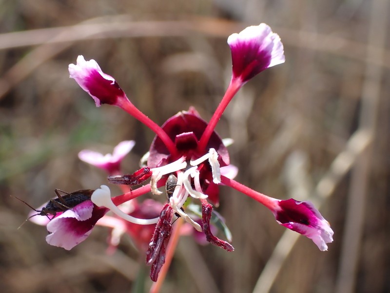Springville Clarkia photo 5