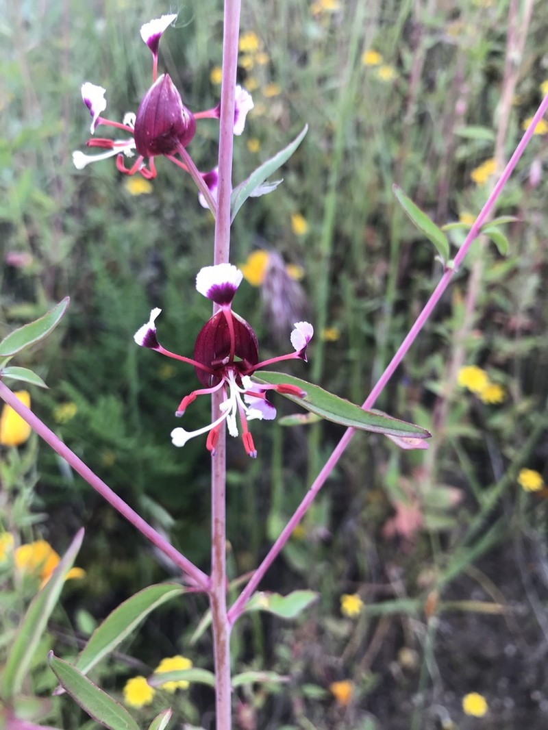 Springville Clarkia photo 6