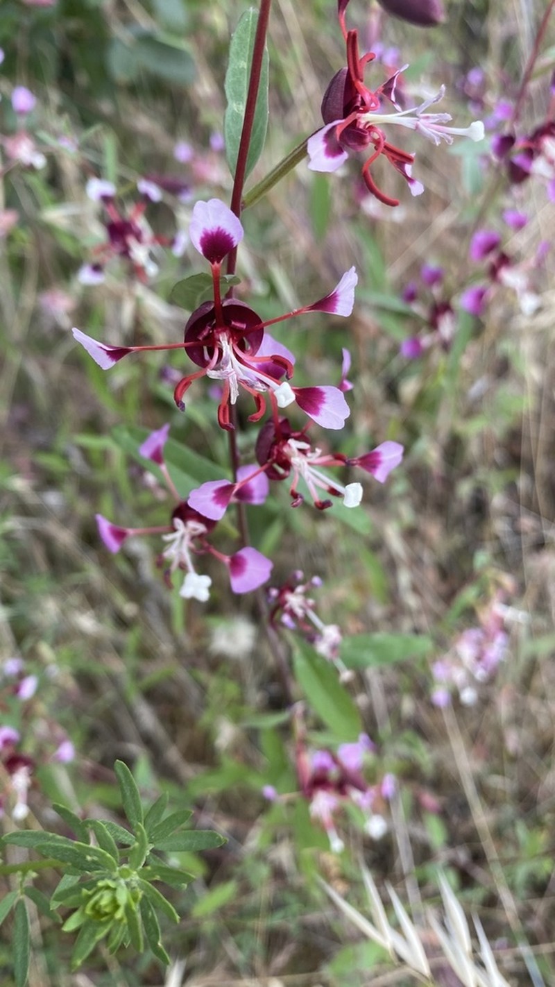 Springville Clarkia photo 7