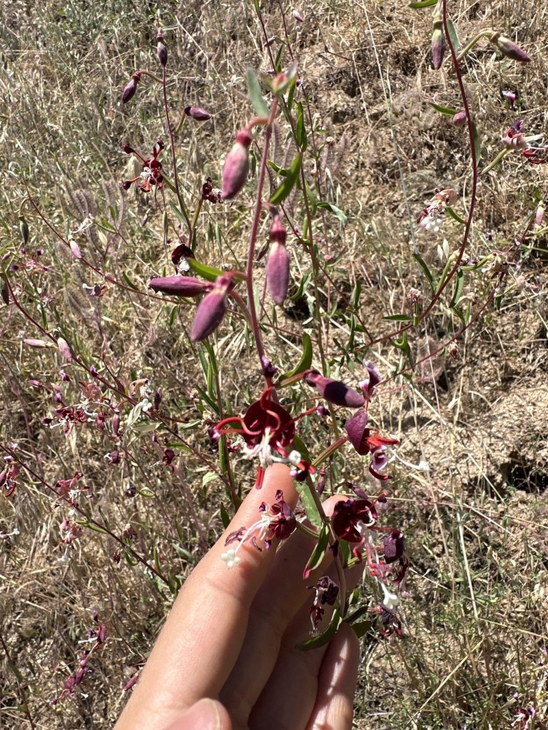 Springville Clarkia photo 8