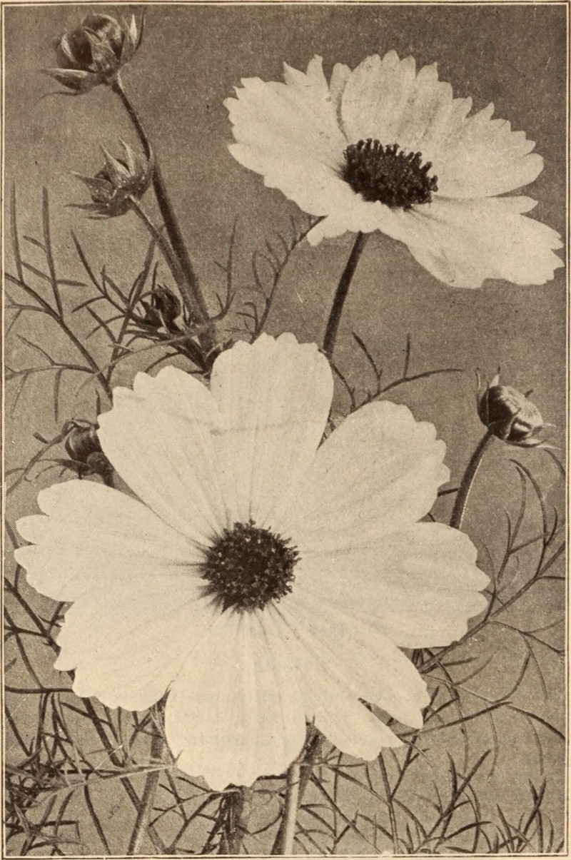 Lake Almanor Clarkia