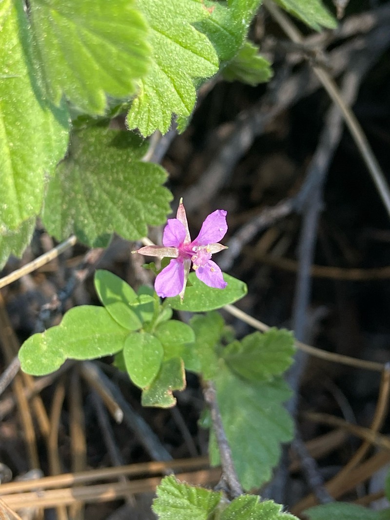 Lake Almanor Clarkia