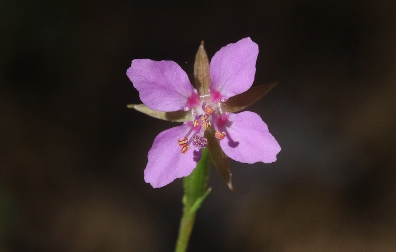 Lake Almanor Clarkia photo 3