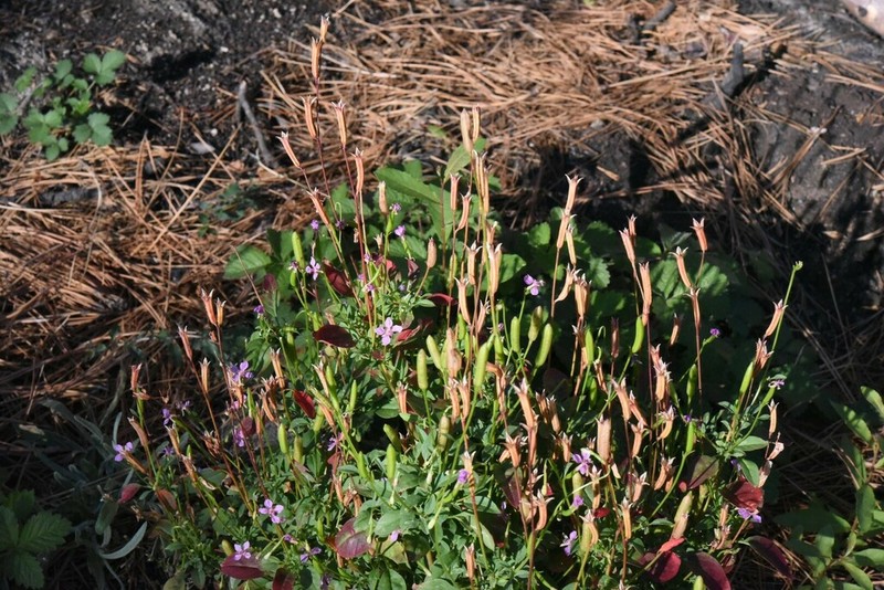 Lake Almanor Clarkia photo 4