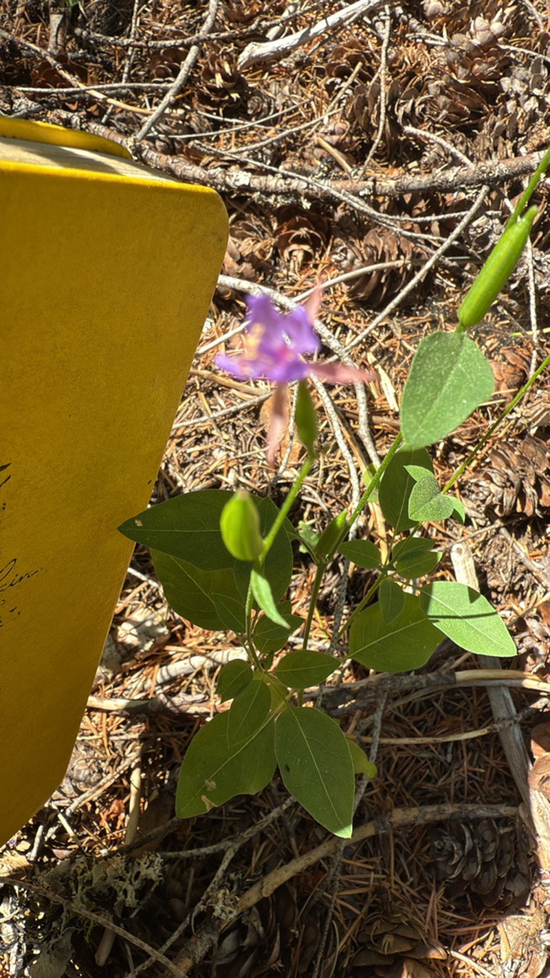Lake Almanor Clarkia photo 6