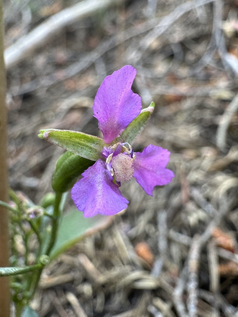 Lake Almanor Clarkia photo 7
