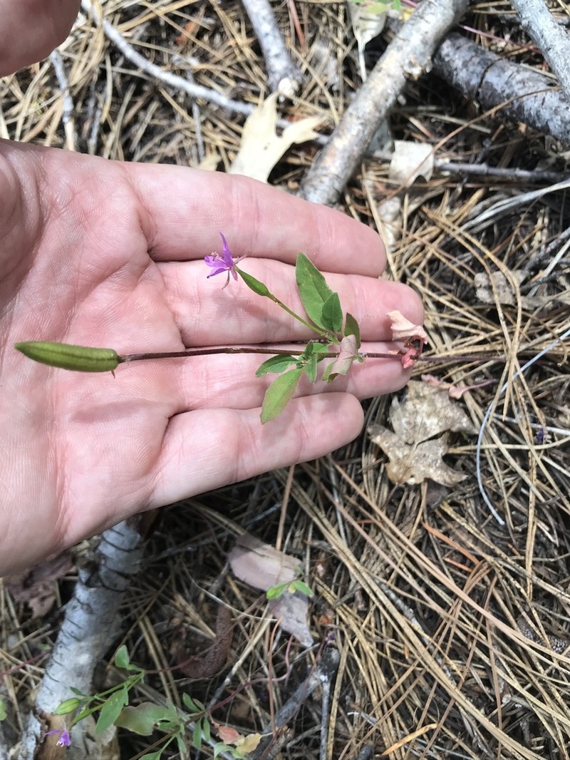 Lake Almanor Clarkia photo 8