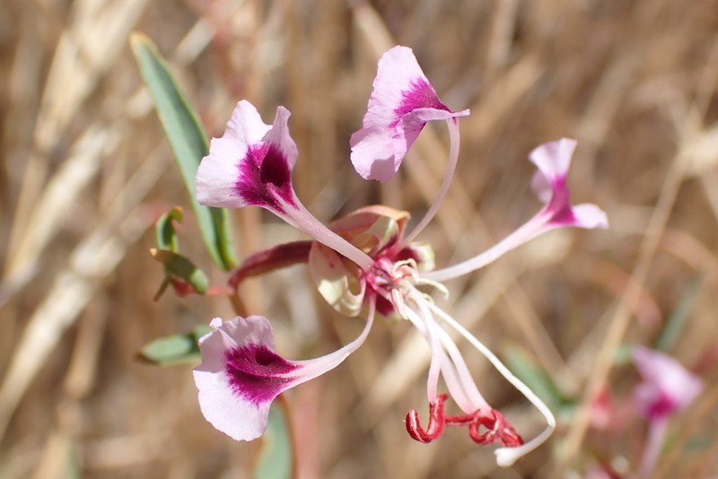 Temblor Range Clarkia photo 3