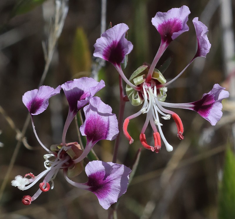 Temblor Range Clarkia photo 7