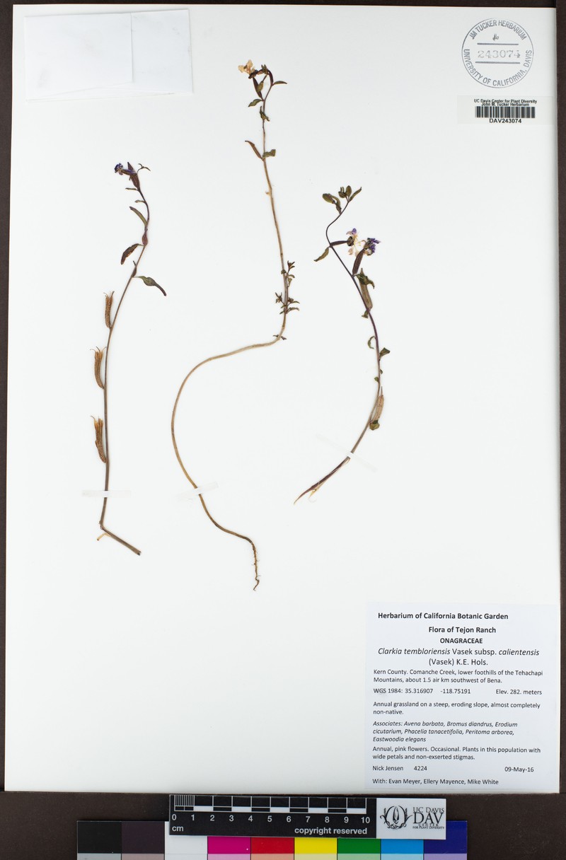 Clarkia tembloriensis subsp. calientensis