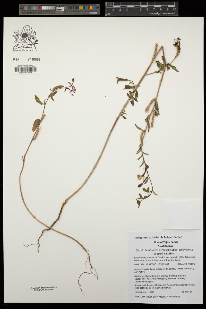 Clarkia tembloriensis subsp. calientensis photo 2