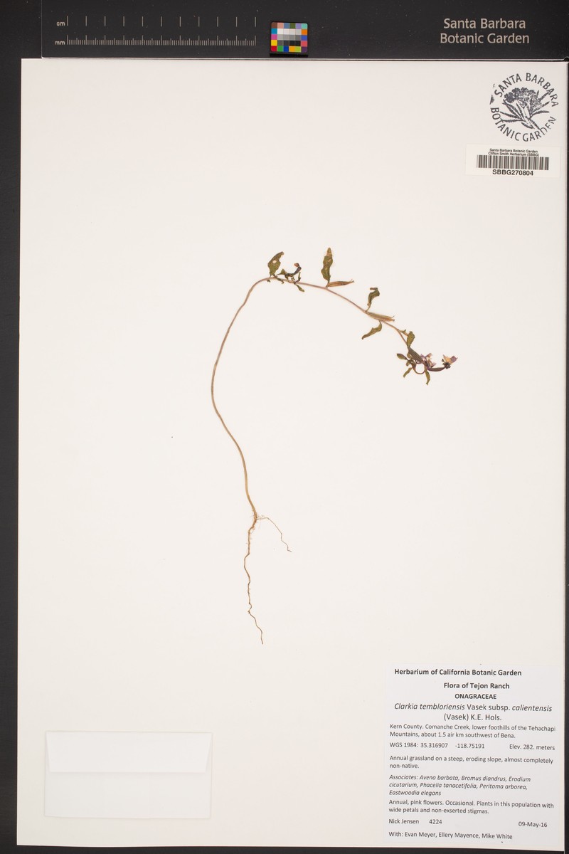 Clarkia tembloriensis subsp. calientensis photo 3