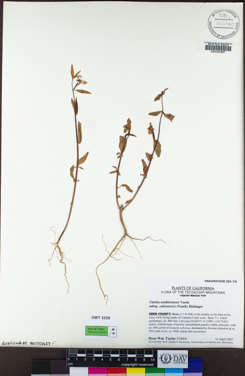 Clarkia tembloriensis subsp. calientensis photo 4