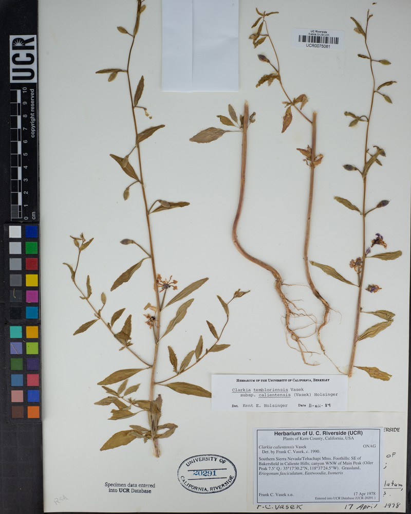 Clarkia tembloriensis subsp. calientensis photo 5