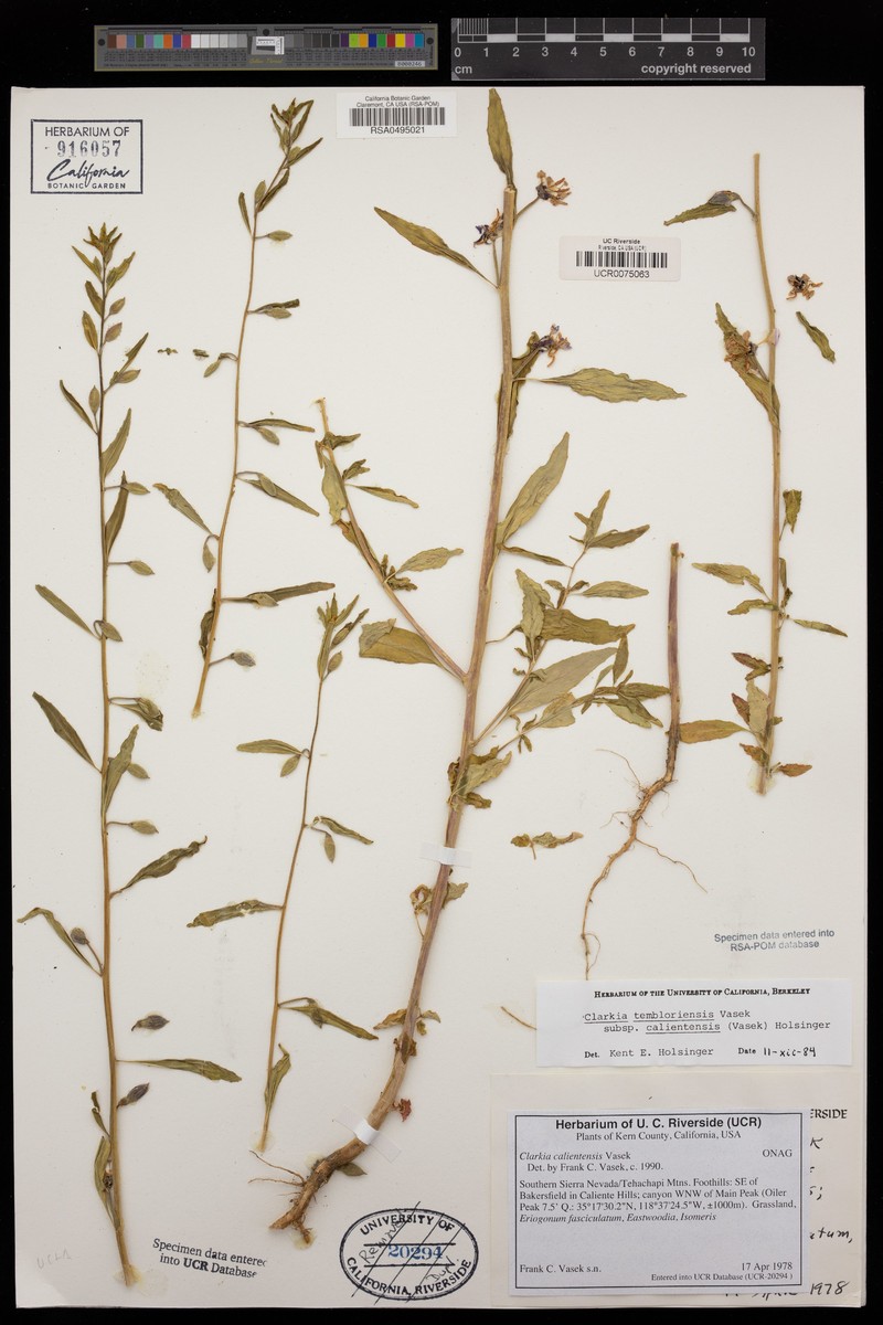 Clarkia tembloriensis subsp. calientensis photo 6