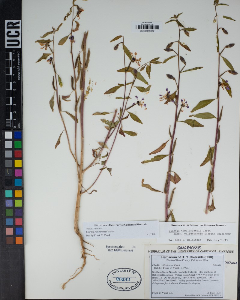 Clarkia tembloriensis subsp. calientensis photo 7