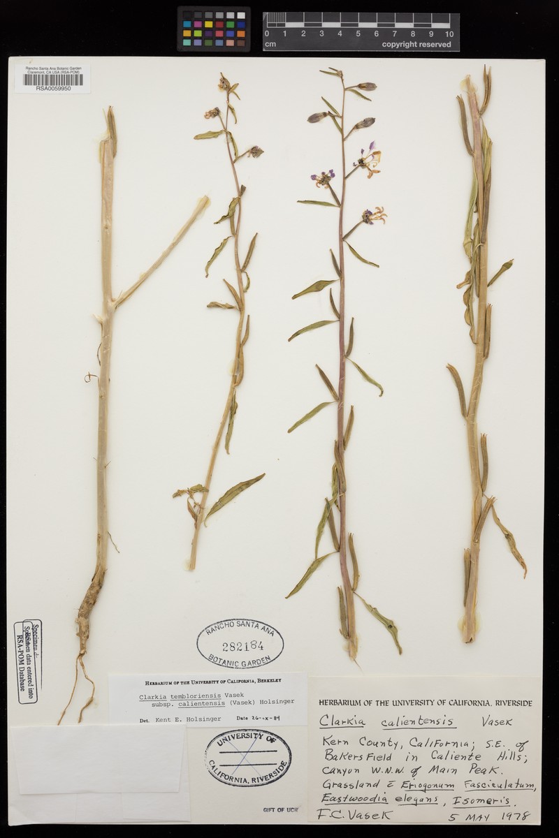 Clarkia tembloriensis subsp. calientensis photo 8