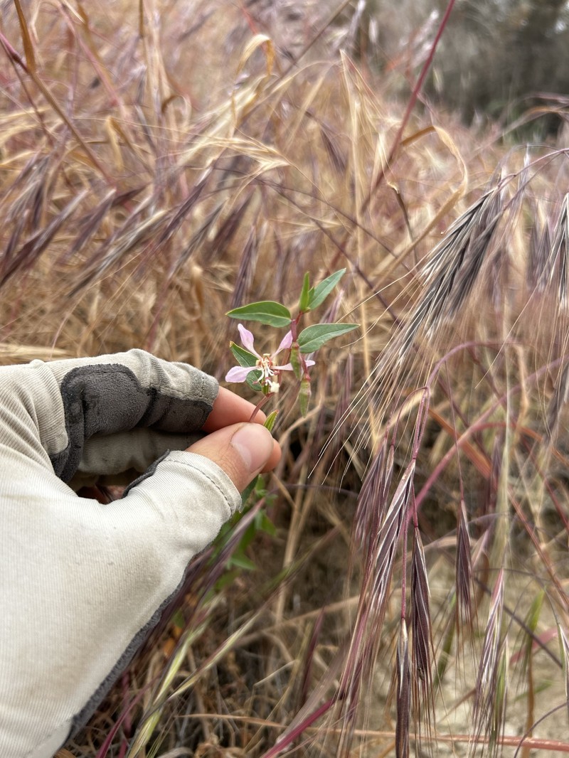 Clarkia tembloriensis subsp. tembloriensis photo 2