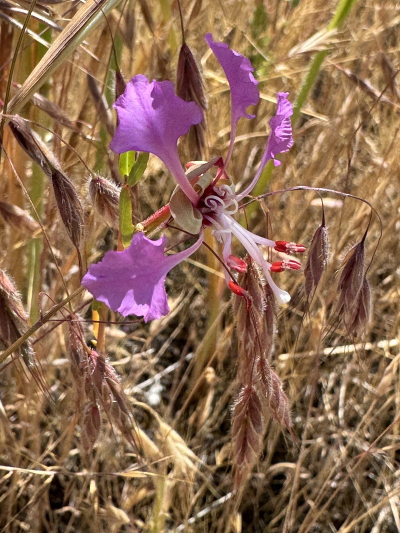 Clarkia tembloriensis subsp. tembloriensis photo 3