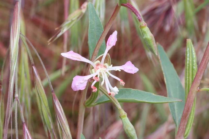 Clarkia tembloriensis subsp. tembloriensis photo 4