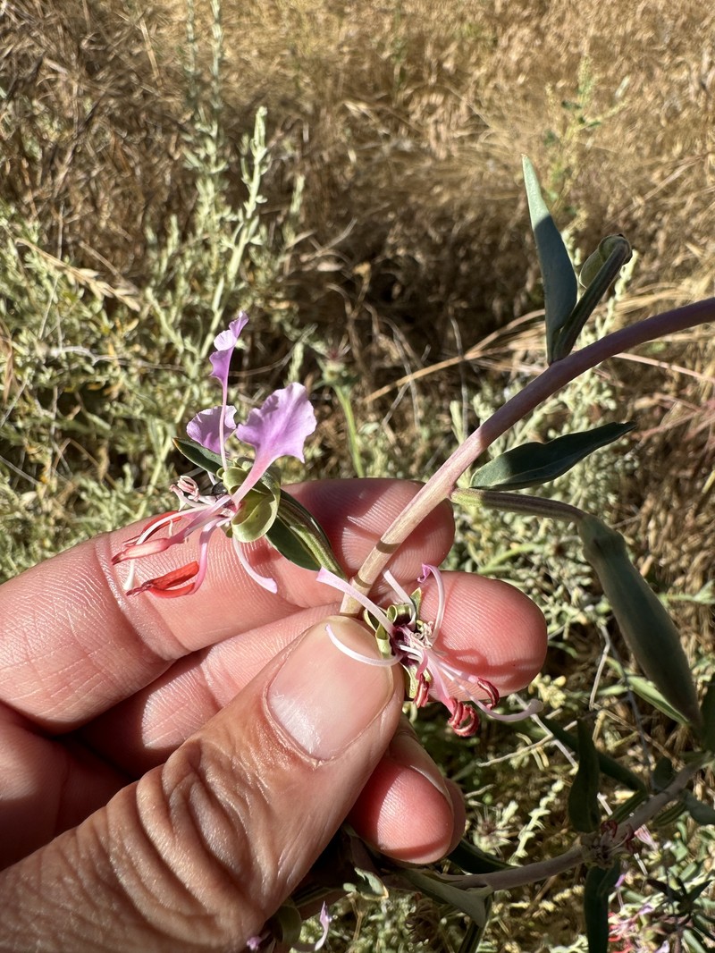 Clarkia tembloriensis subsp. tembloriensis photo 5