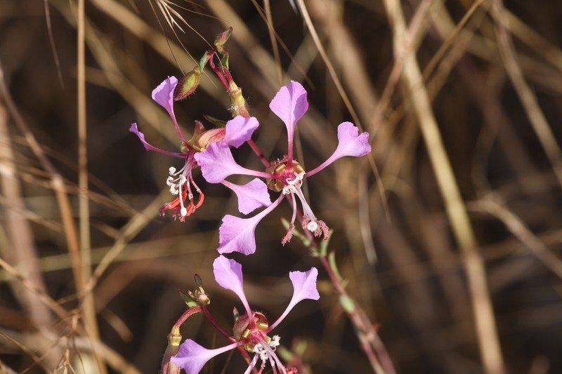Clarkia tembloriensis subsp. tembloriensis photo 6
