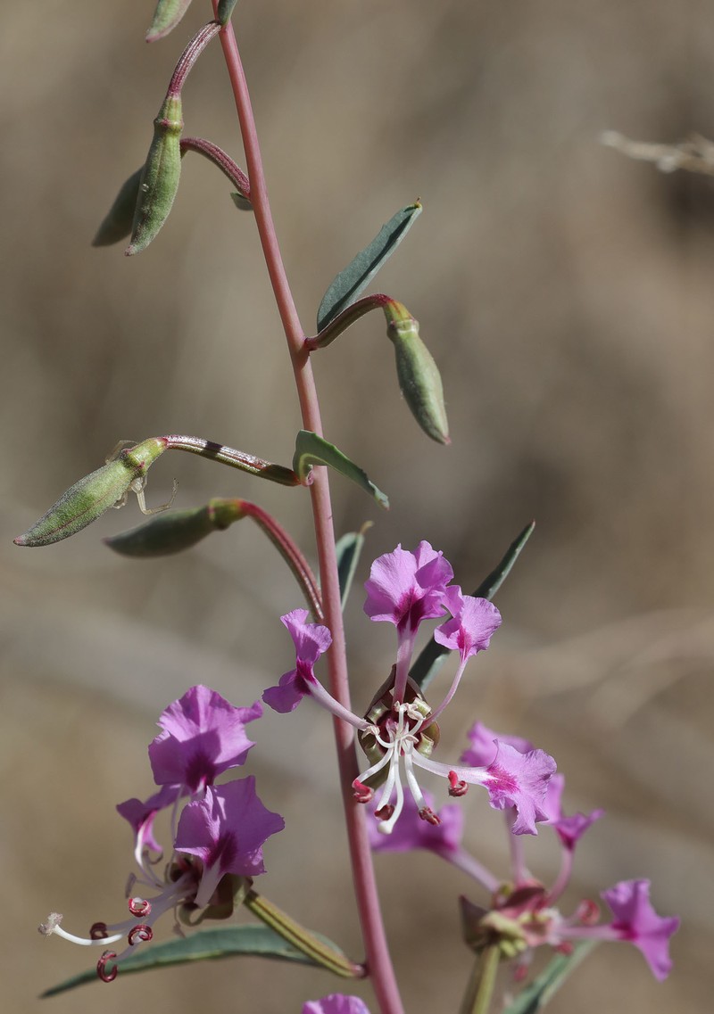 Clarkia tembloriensis subsp. tembloriensis photo 8