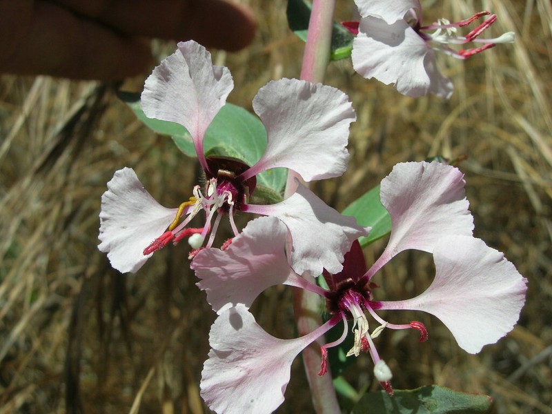 Elegant Clarkia