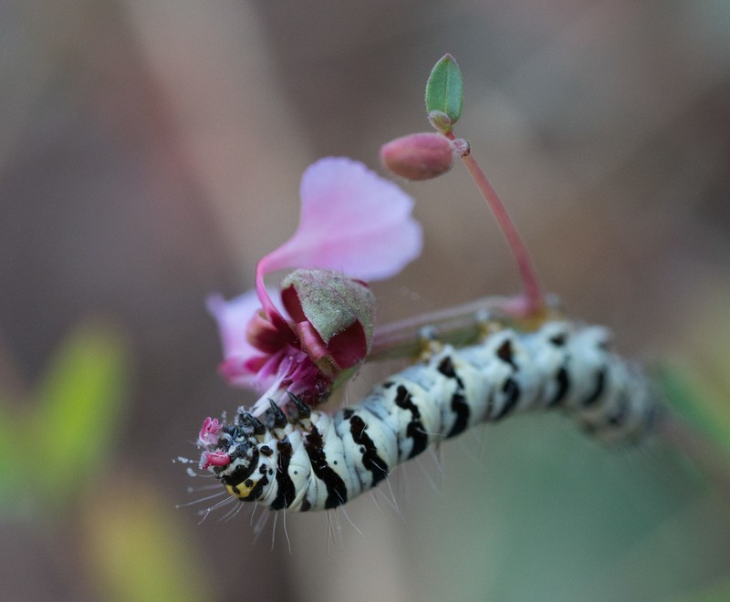 Elegant Clarkia photo 2