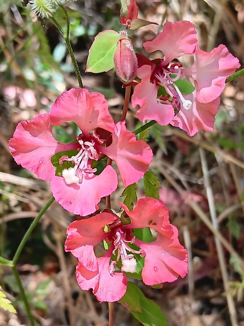Elegant Clarkia photo 3