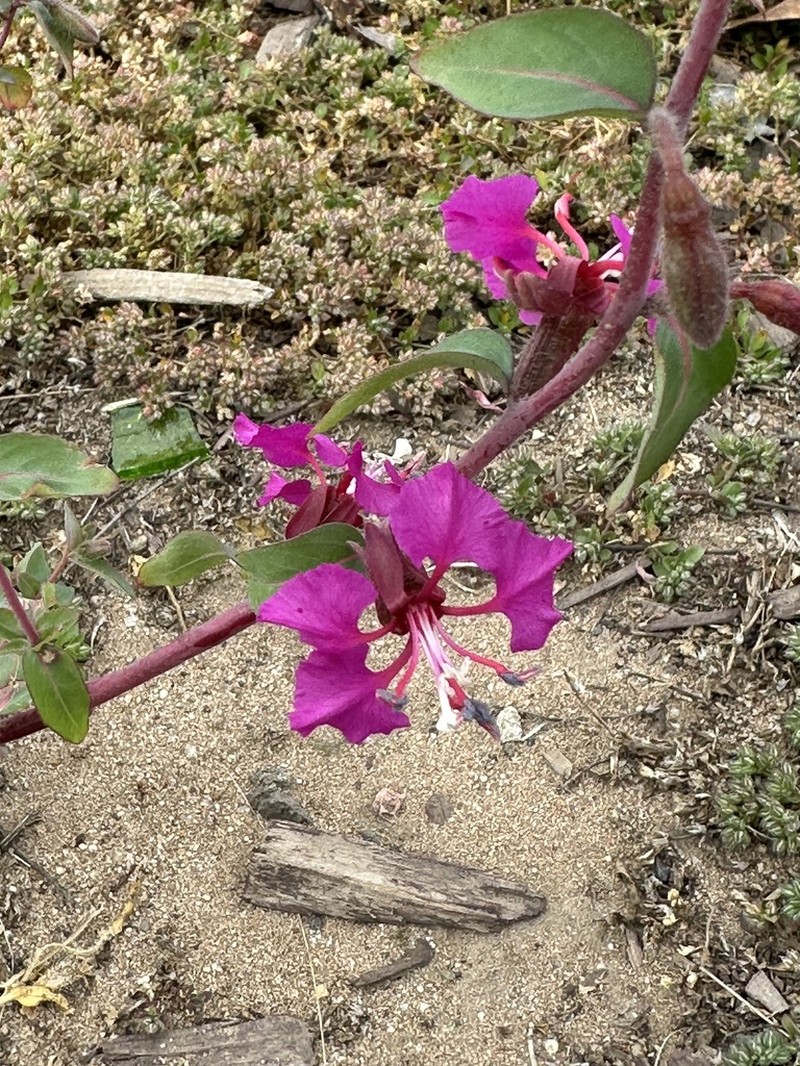 Elegant Clarkia photo 4