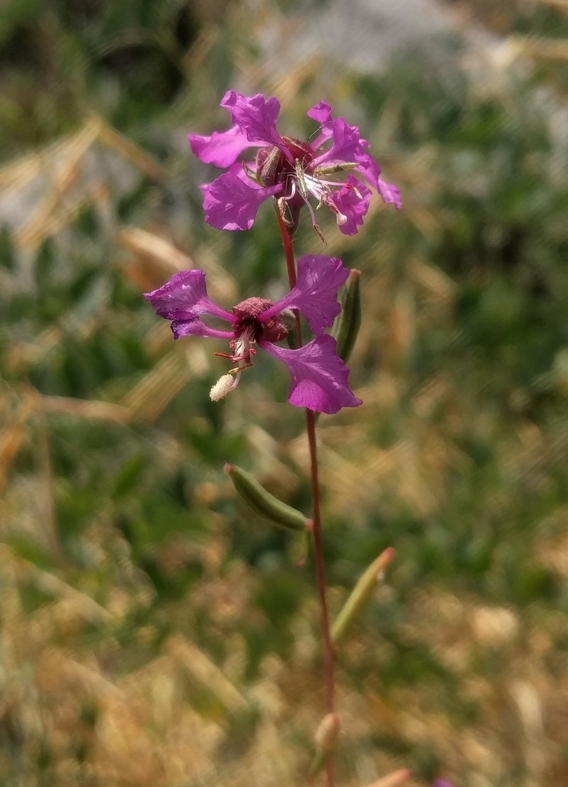 Elegant Clarkia photo 5