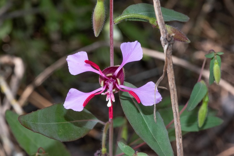 Elegant Clarkia photo 6